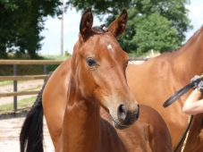 Les foals prennent de la hauteur