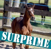 SURPRIMES : concours FOALS