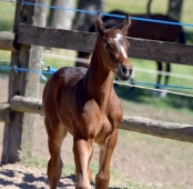 RESULTATS : Concours Foals Hammeville