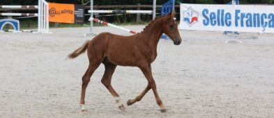 Les femelles en tête au Haras de la Vannoue !