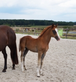 Concours FOALS CHEMINOT (57)