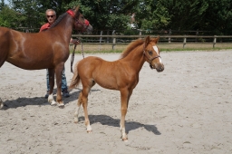 Concours FOALS HURBACHE (88)