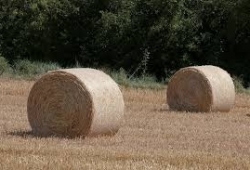 Aide à la reconstitution des stocks de fourrages