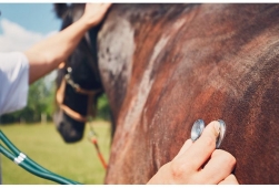 Grippe équine : décryptage du come-back en...