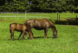 Equipédia - Education du Jeune Cheval