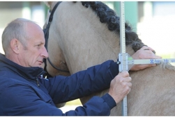 Toise et indexation des poneys