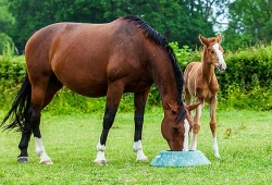 Comprendre les Stud-books