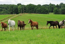 Rénovation des prairies pour les chevaux