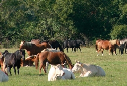 Paturage Mixte Equins-Bovins