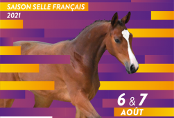 Championnat des Foals - Studbook Selle Français