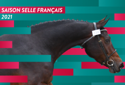 Evénement Femelles - Studbook Selle Français