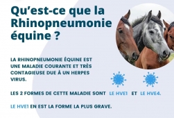 La vaccination contre la rhinopneumonie...