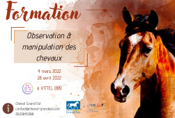 Formation Observation et Manipulation des chevaux