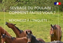 Enquête : Sevrage du poulain, comment faites...