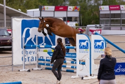 Beau succès | Présentation de chevaux à...