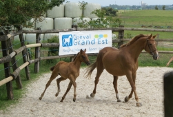 Bon démarrage pour les concours foals à...