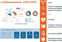 | Relai | RESPE - La rhinopneumonie